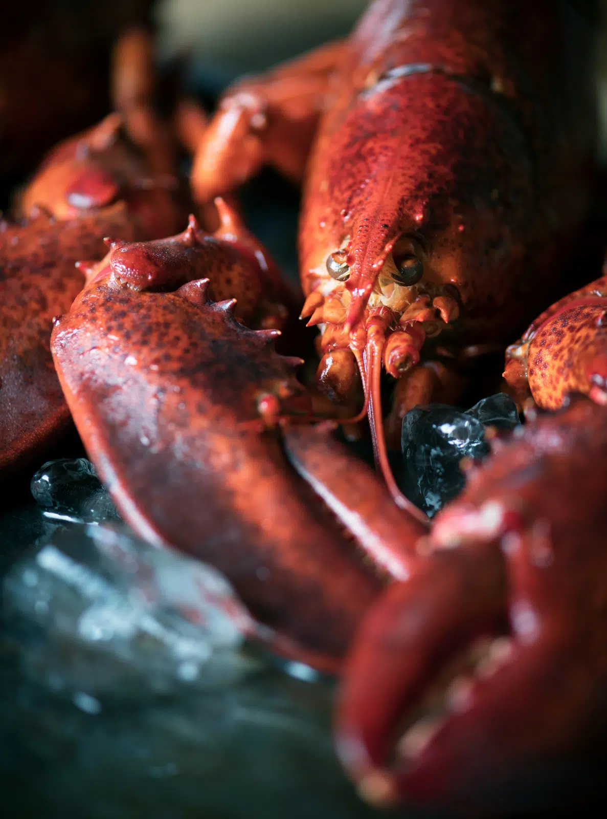 Live Lobster