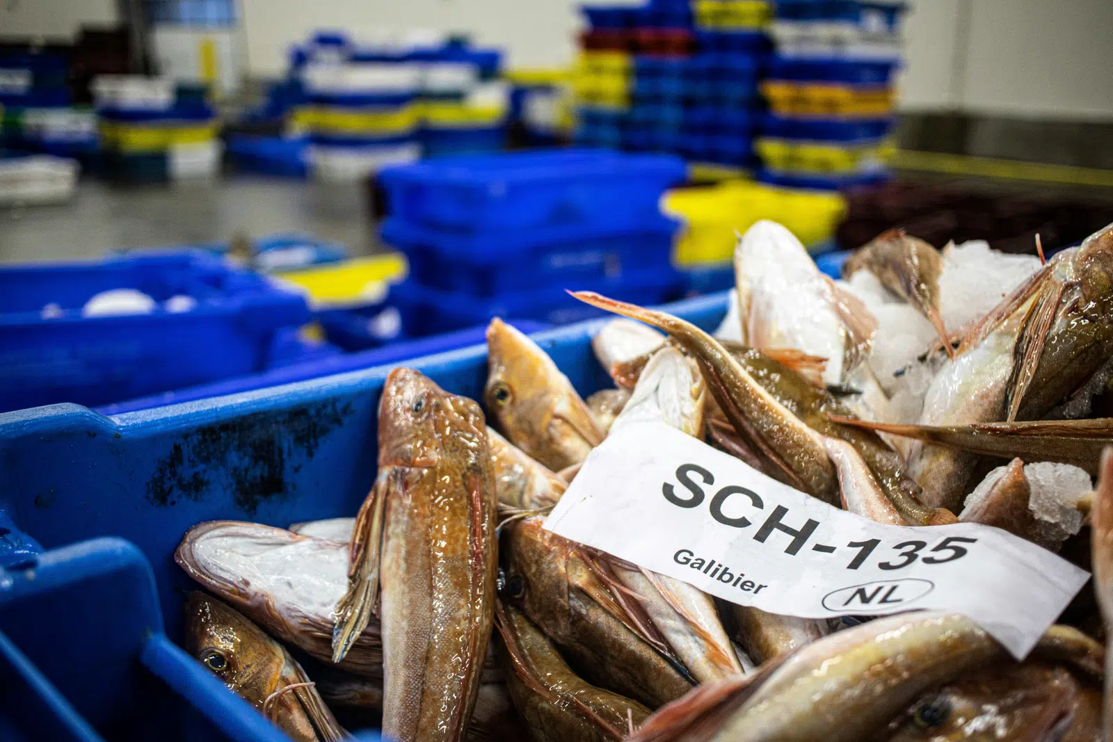 Tagged crates of fish awaiting sale