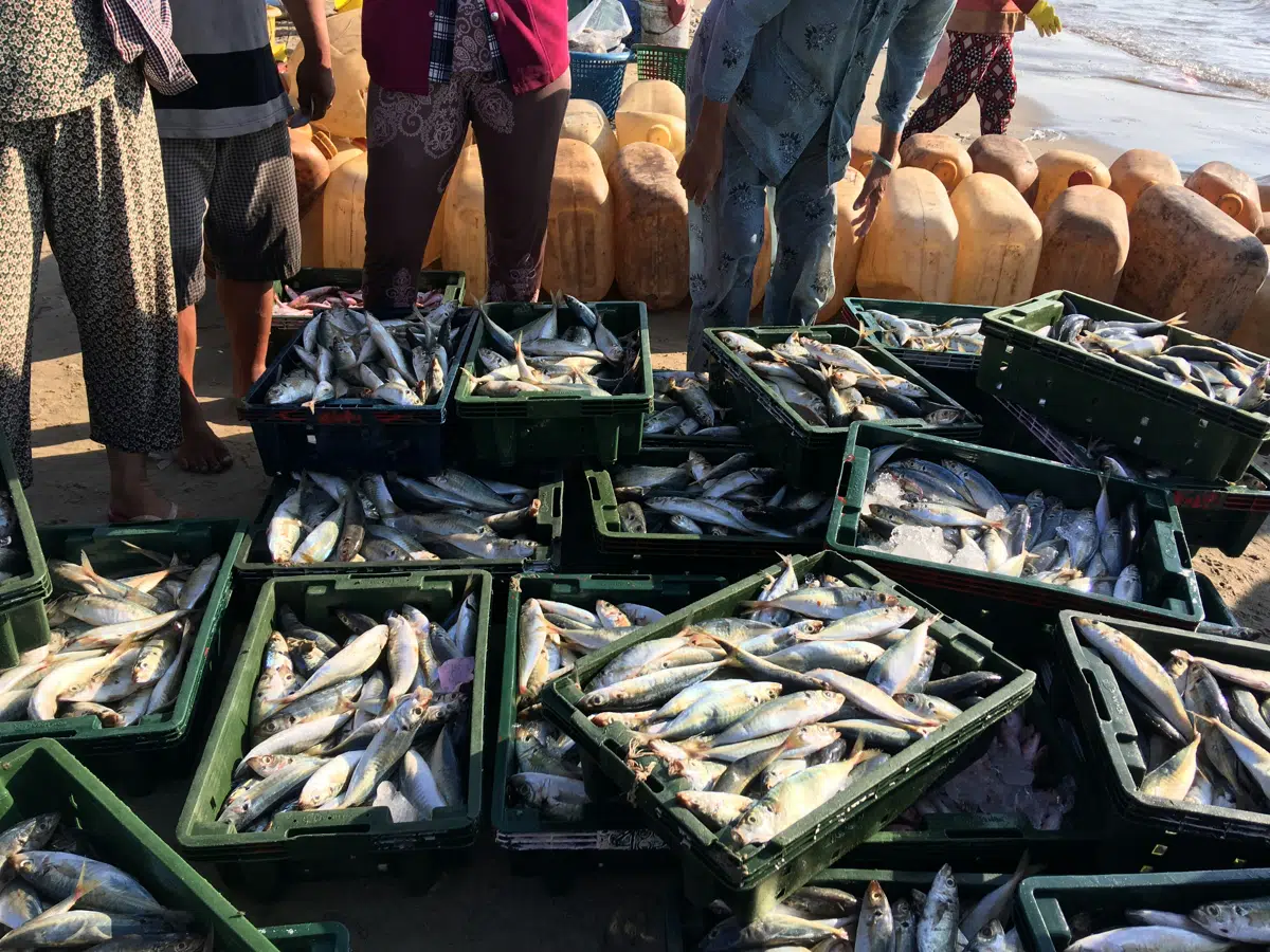 Crates of flatfish being sorted at a fish market