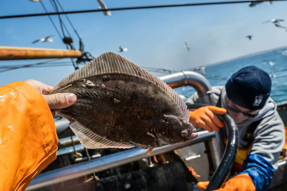 Canadian fishermen with a large flatfish on deck