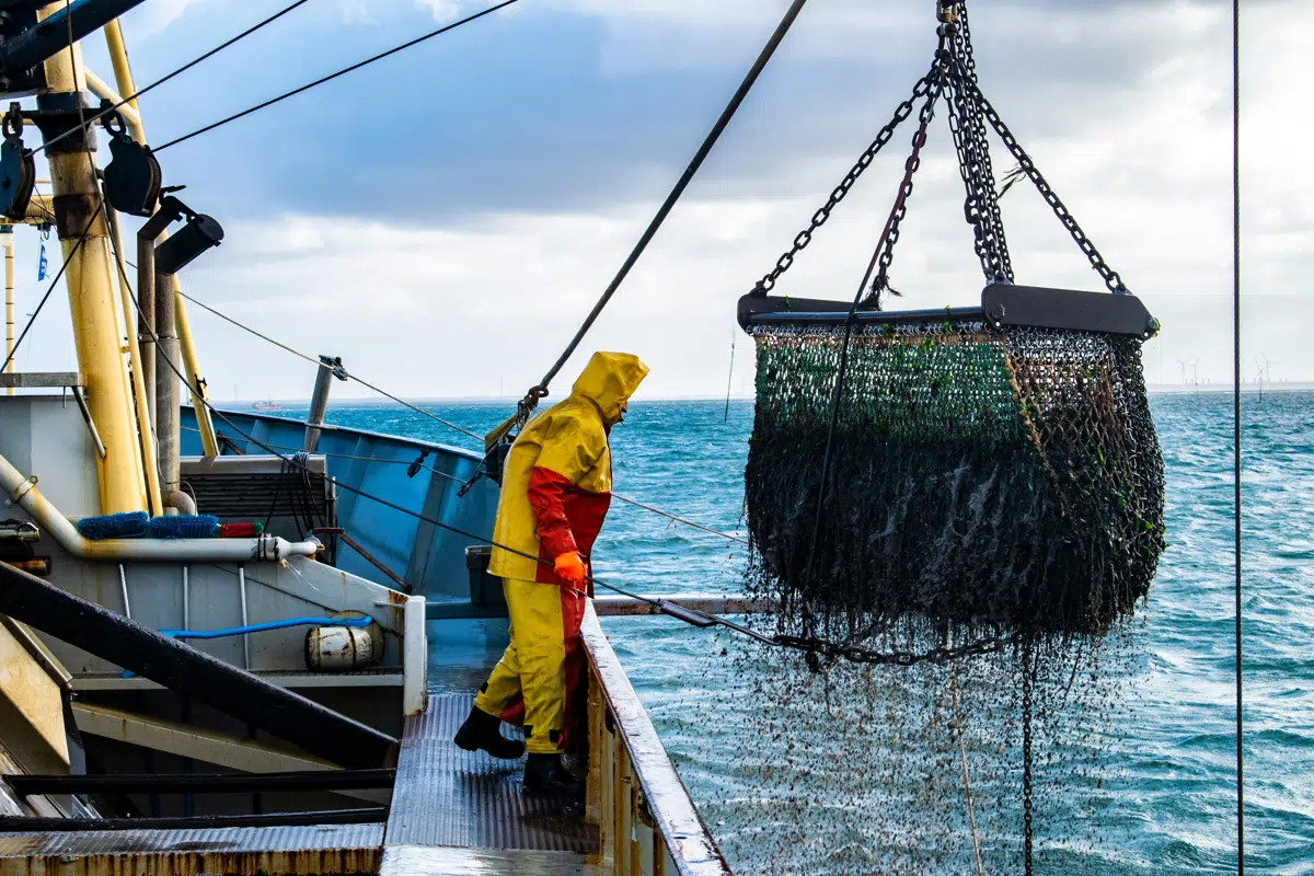Quality is decided in the hours after the haul. Frozen at sea means those hours are counted in minutes.