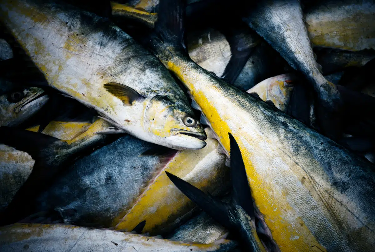 Fresh whole fish packed in a crate ready for grading