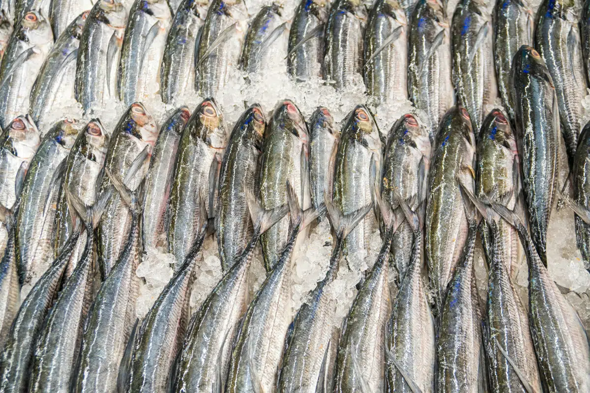 Rows of graded whole fish