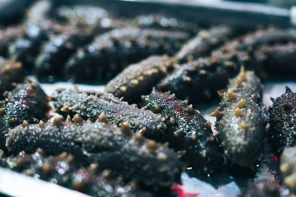 Sea Cucumber
