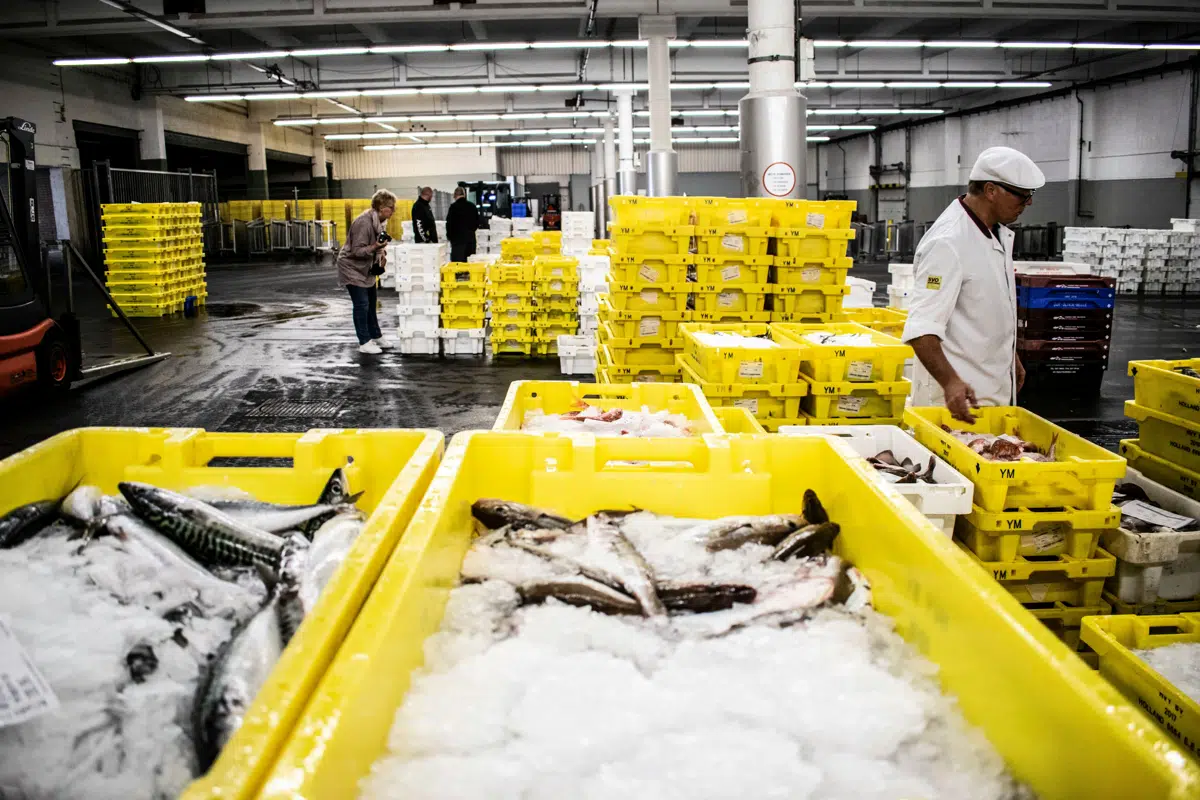 Processing room with yellow bins of seafood being graded