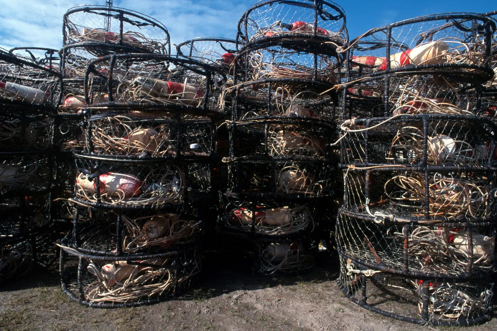 Dungeness Crab